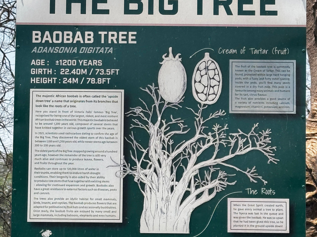 The Big Tree-维多利亚瀑布必去景点
