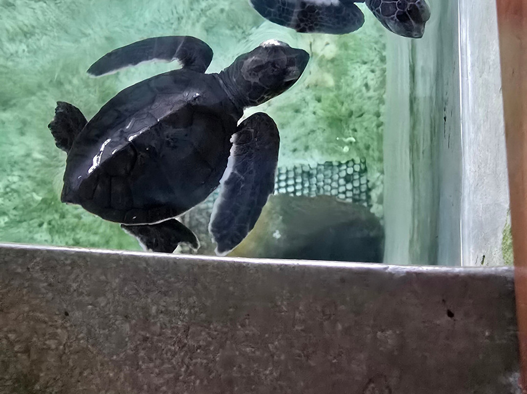 Xclusive Adventures - Day Tours-Kitulgala必去景点