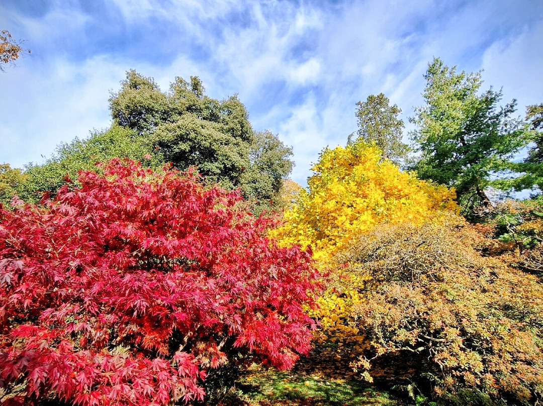 Westonbirt Arboretum-泰特伯里必去景点