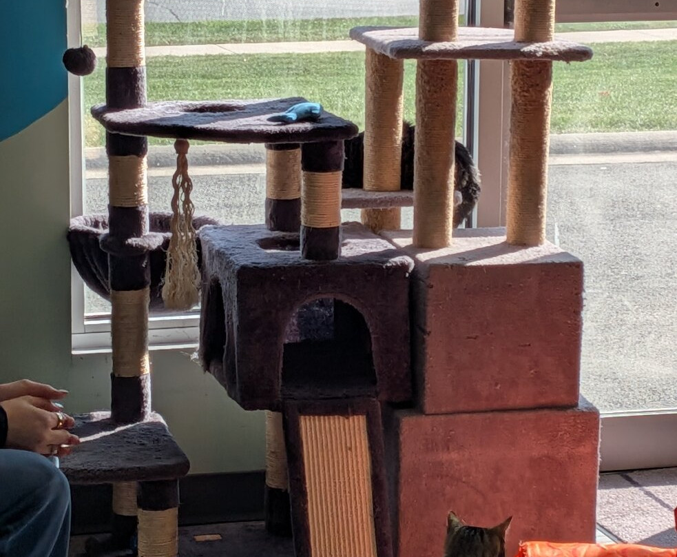 The Purrfect Cup - A Cat Cafe-弗雷德里克顿必去景点