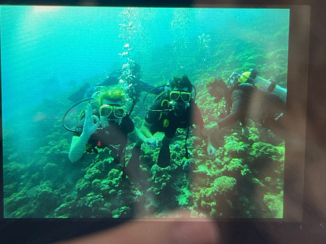 Penguin Divers Club-达哈卜必去景点