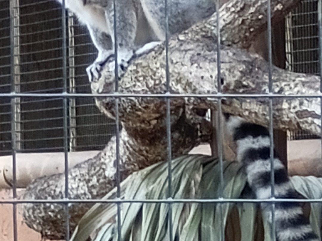 St. Augustine Alligator Farm Zoological Park-圣奥古斯丁必去景点