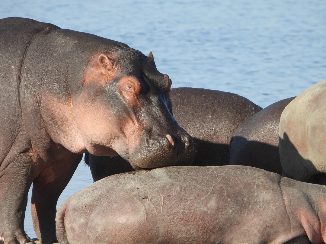 Shadows of Africa-阿鲁沙必去景点