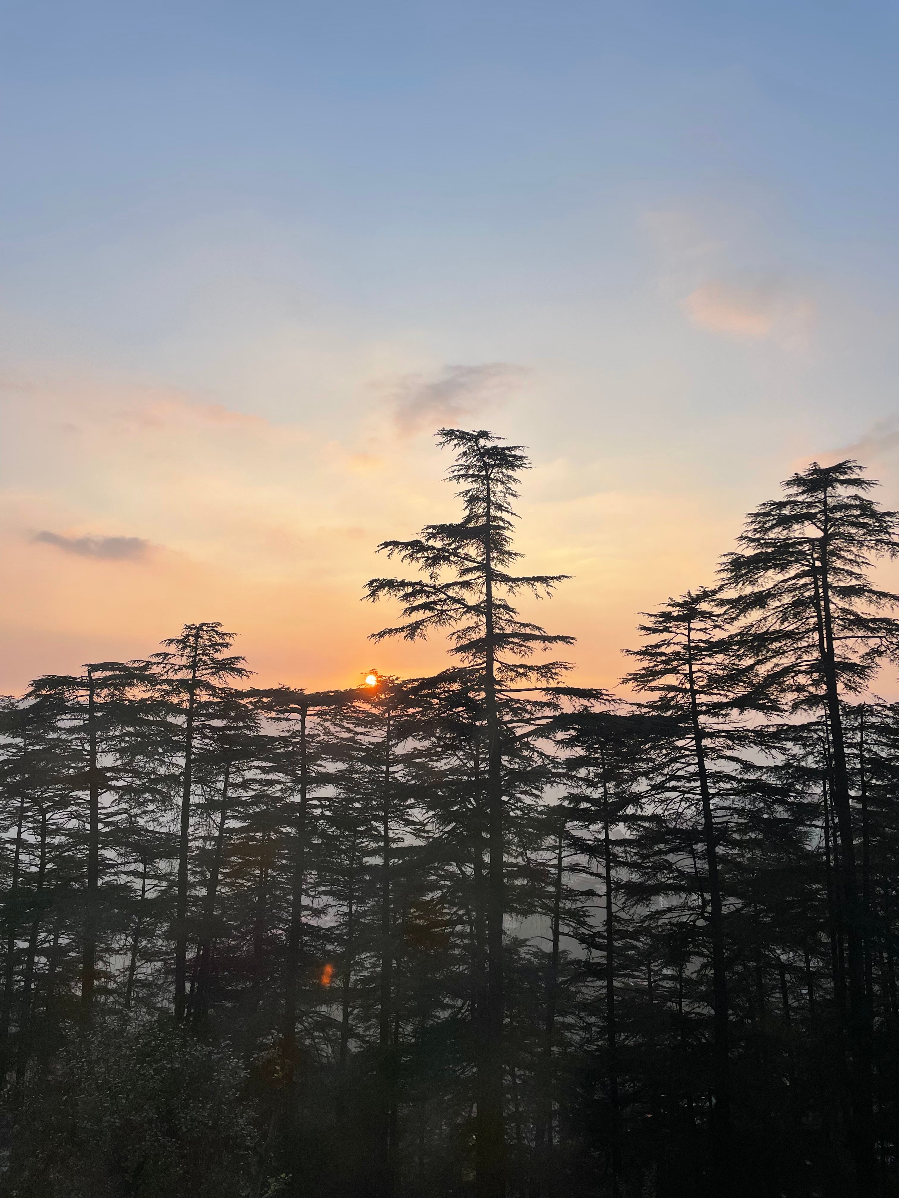 Seclude Shimla Taraview-官方