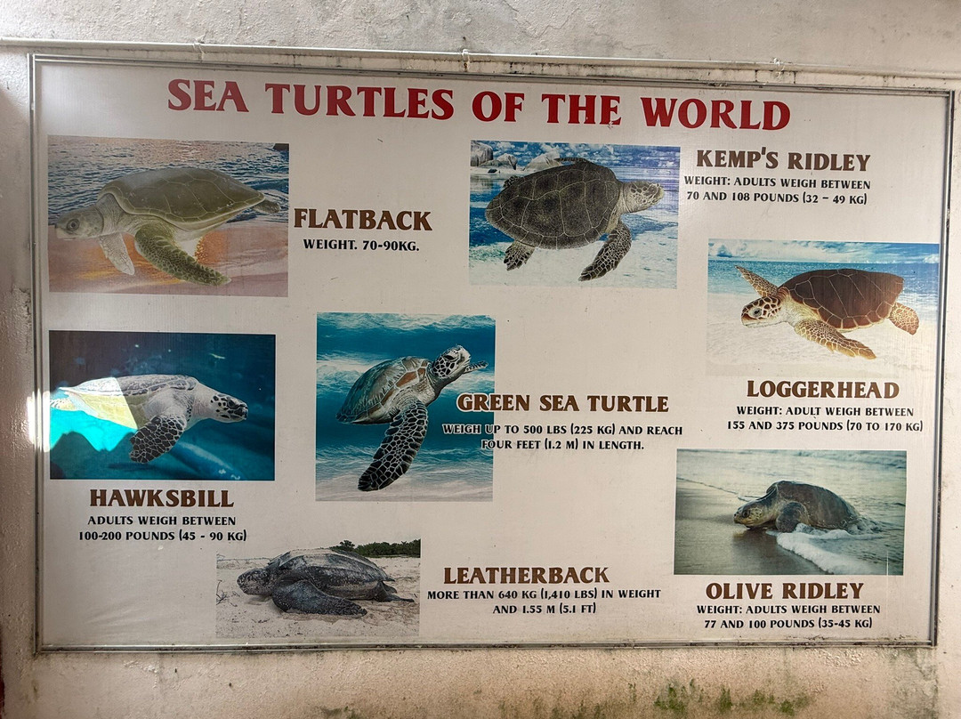 Sea Turtle Farm and Hatchery - Habaraduwa-哈巴拉杜瓦必去景点