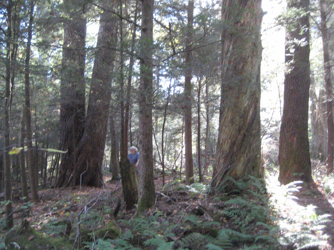 Giant Hemlocks Trail-Aurora必去景点