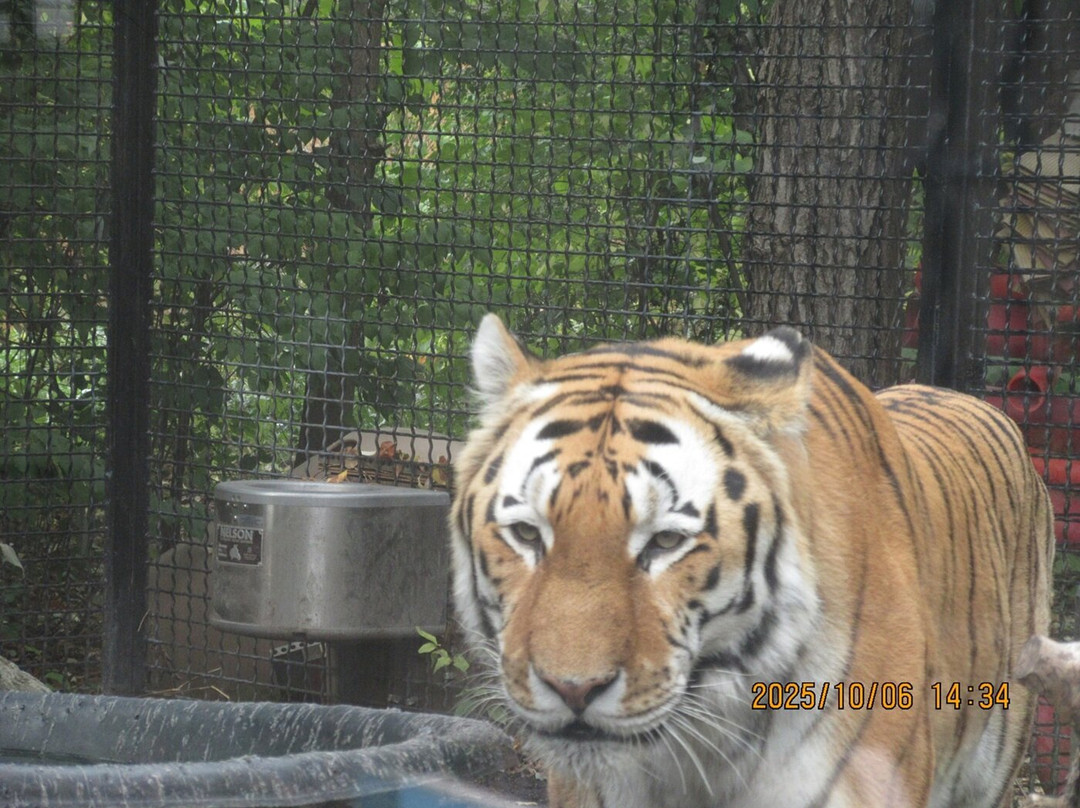Assiniboine Park Zoo-温尼伯必去景点