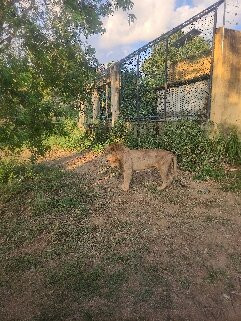 Ridiyagama Safari Park-Hambantota必去景点
