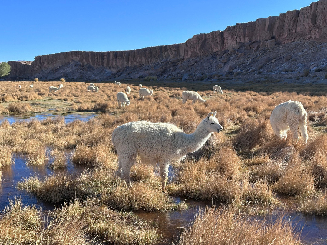 Poncho Tours-萨尔塔必去景点