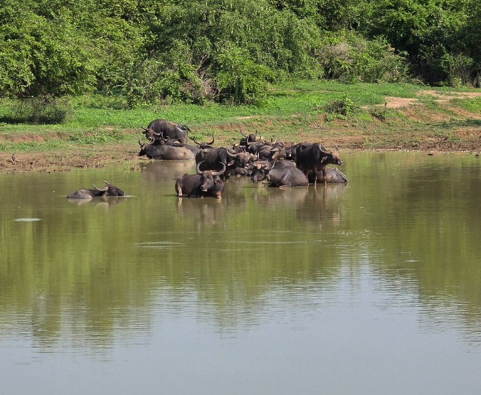 Udawalawe Safari Tours-乌达瓦拉维国家公园必去景点