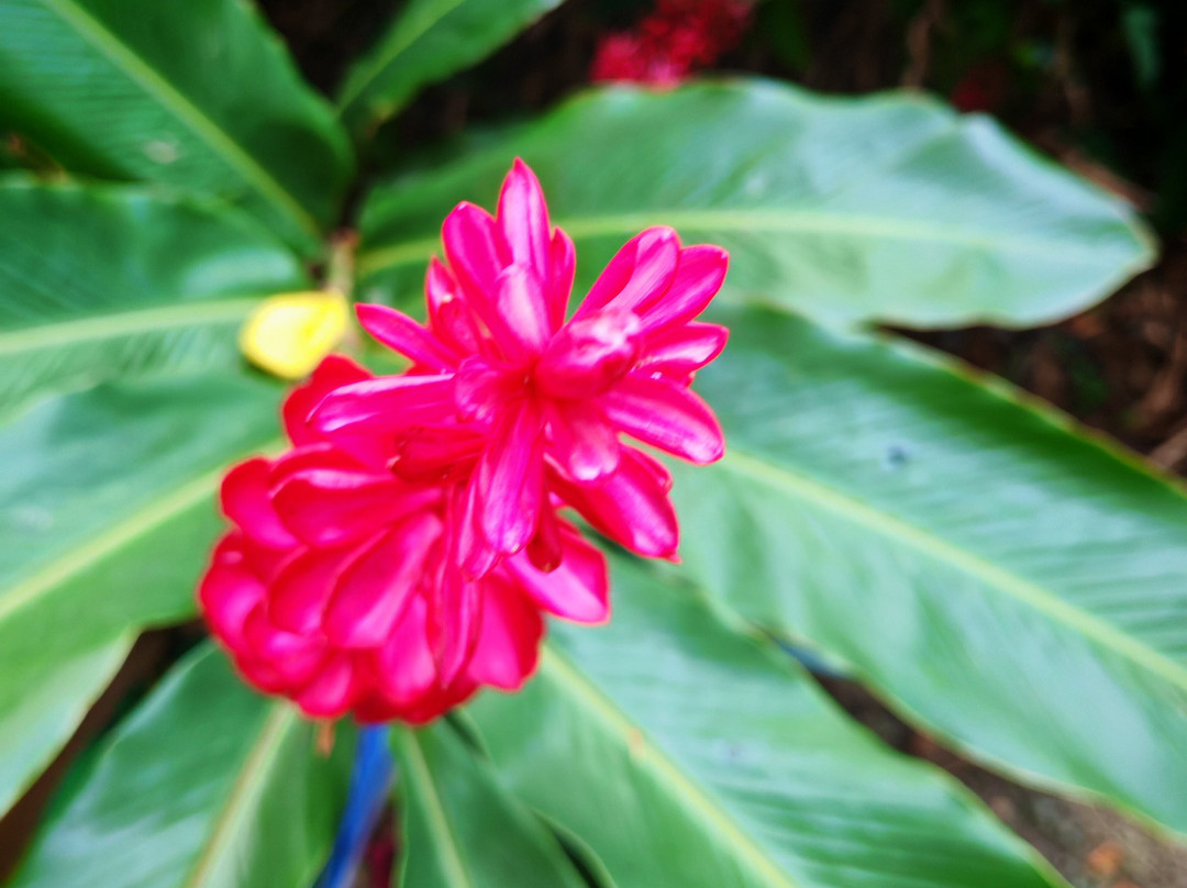 Coco Hill Forest-Melvin Hill必去景点