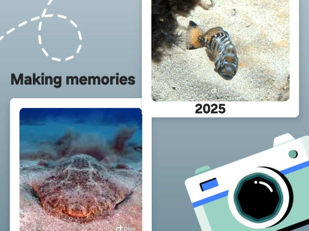 Safari Diving Lanzarote-卡门港必去景点