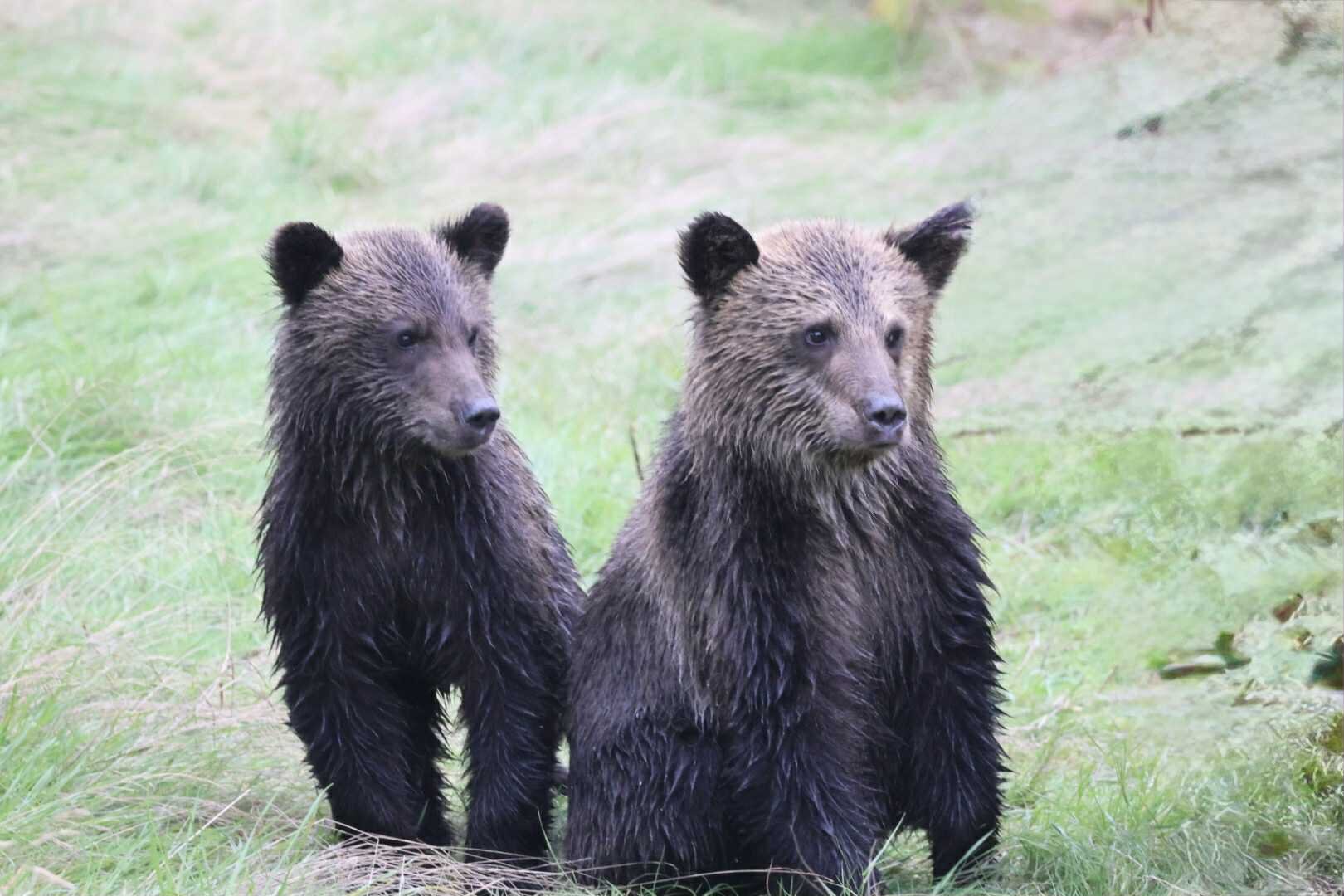 Knight Inlet Lodge-官方