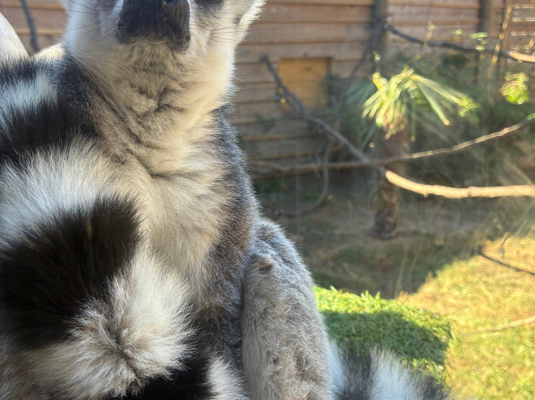 North Florida Wildlife Center-Lamont必去景点