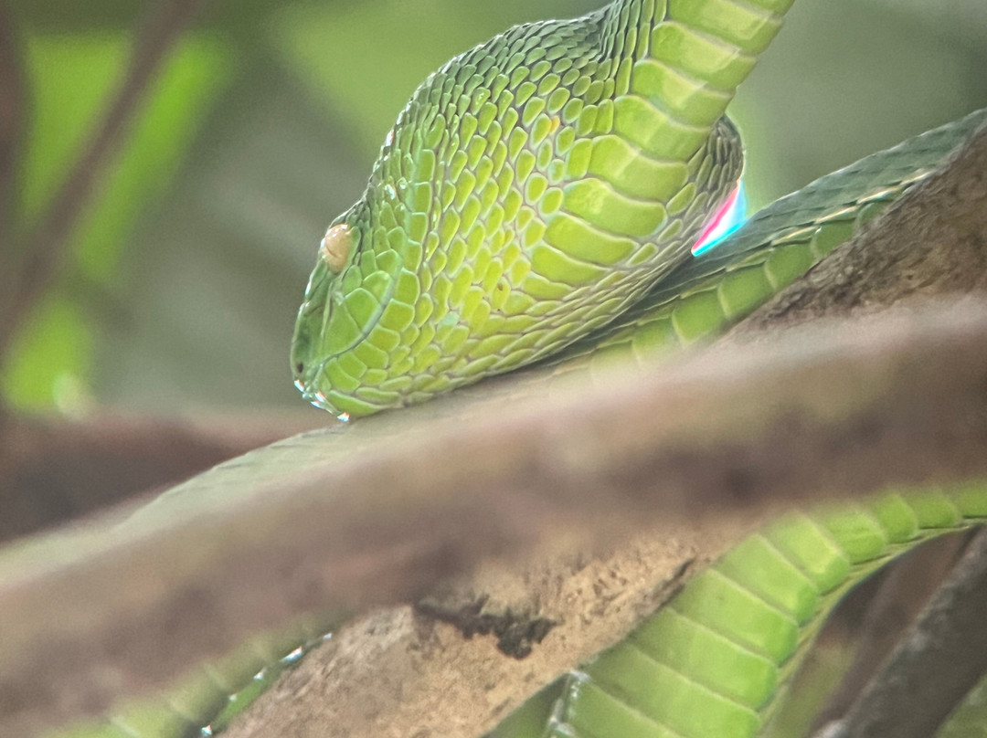 Green Leaf Tour-北冲县必去景点