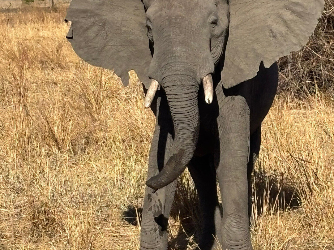 MATEMBO SAFARIS AND TOURS-阿鲁沙必去景点