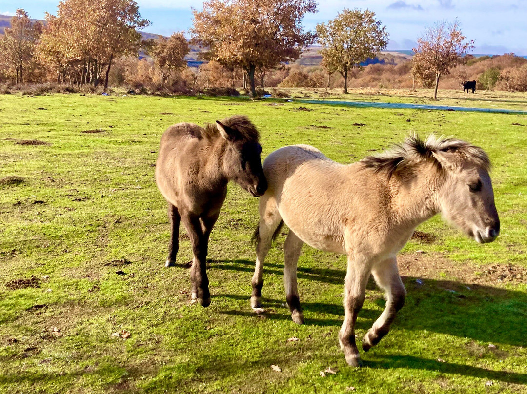 Paleolitico Vivo-布尔戈斯省必去景点
