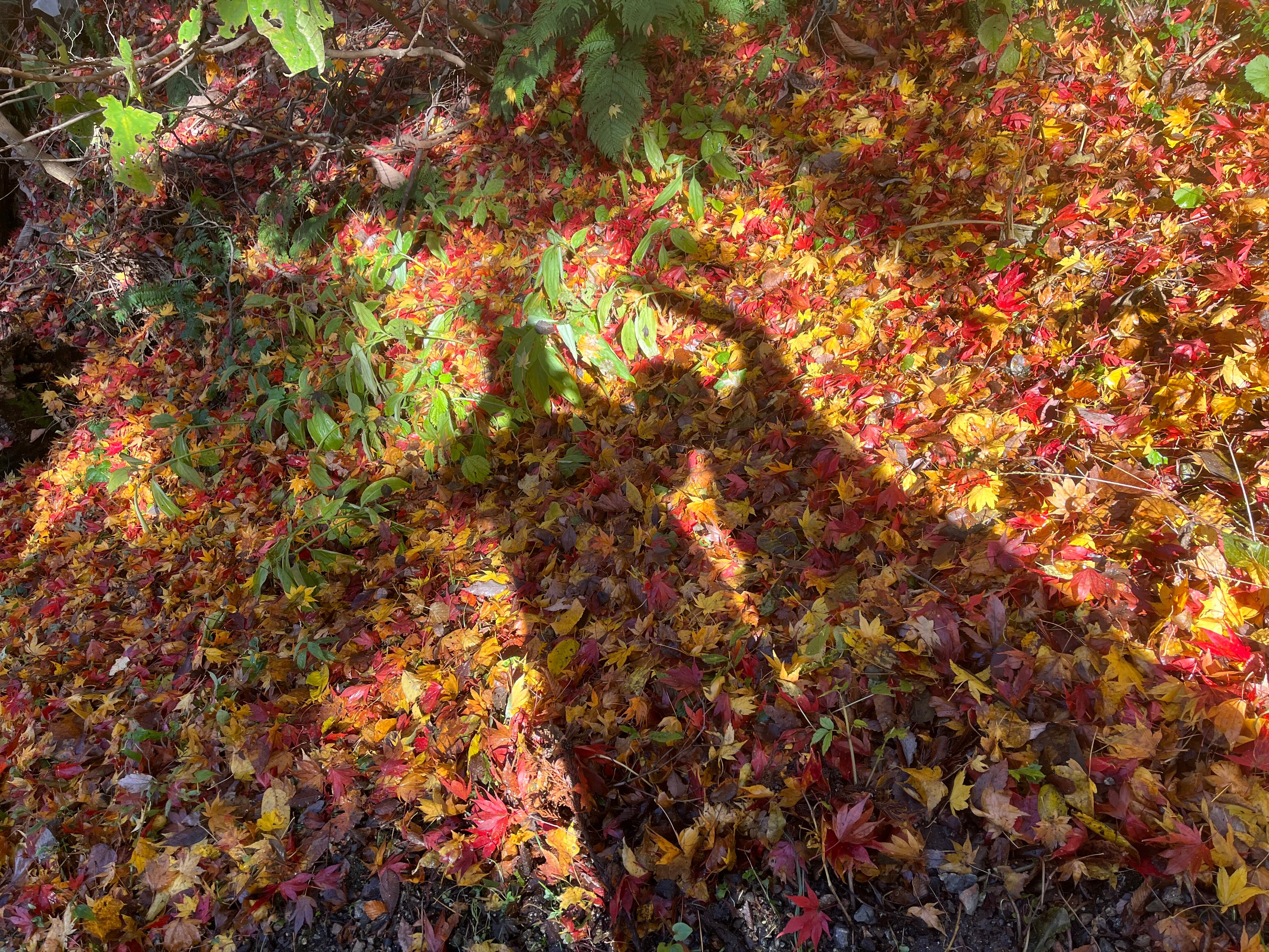 Shiki no sato Kikuya-官方