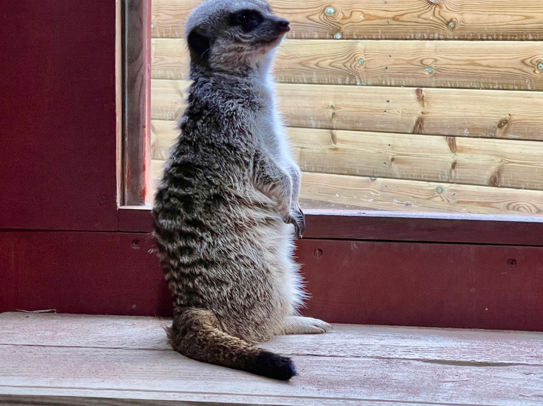 Exotic Zoo Wildlife Park + Natural History & Dino Museum-特尔福德必去景点