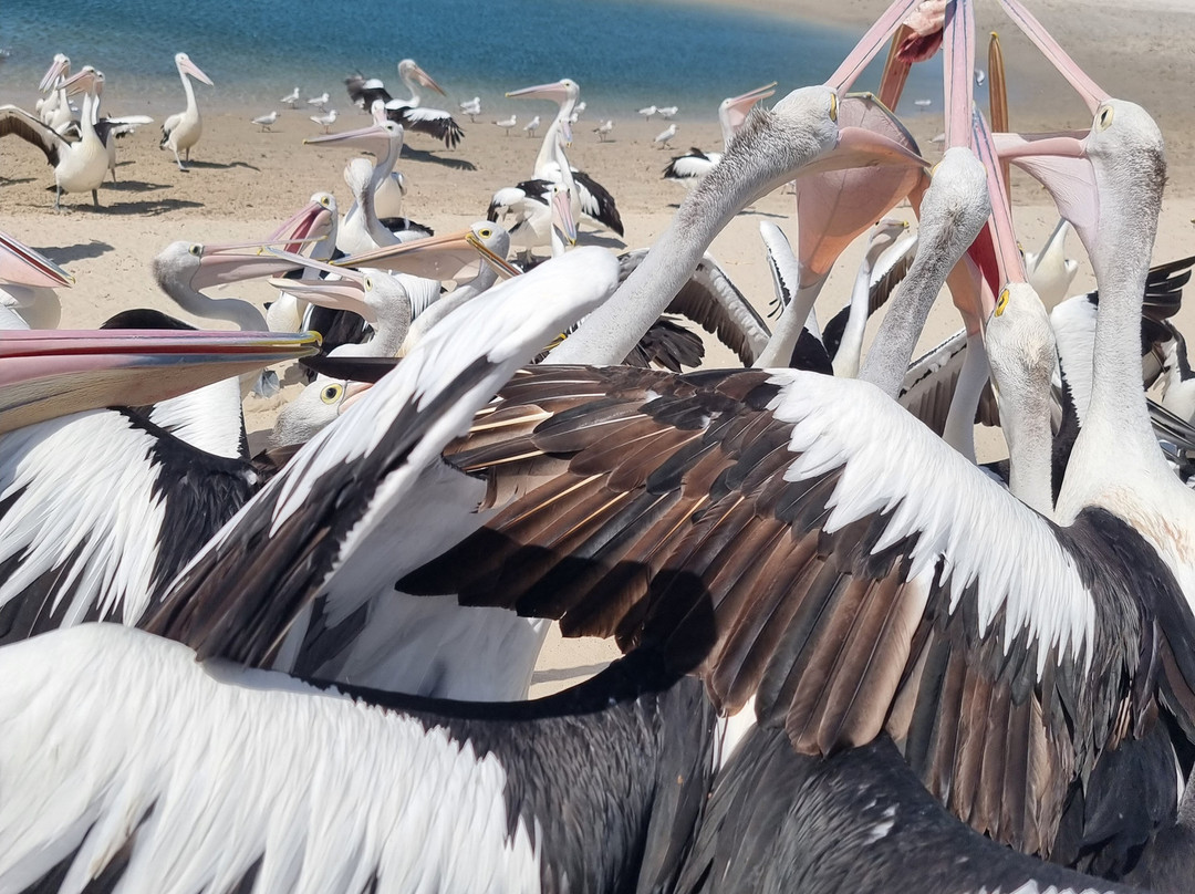 Pelican Feeding-拉布拉多必去景点