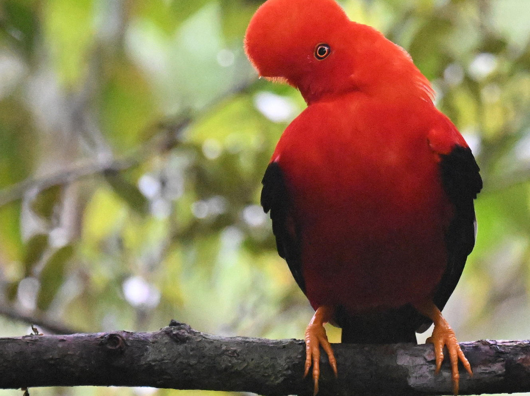 Geo Natura Tours-圣拉蒙必去景点
