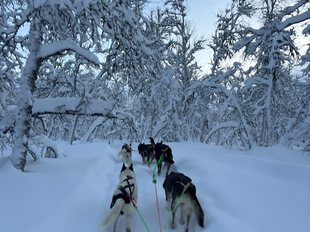 Happy Tails Husky Tours-特罗姆瑟必去景点