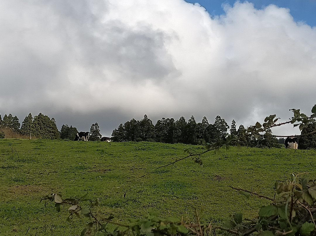 Plantações de Chá Gorreana-Maia必去景点