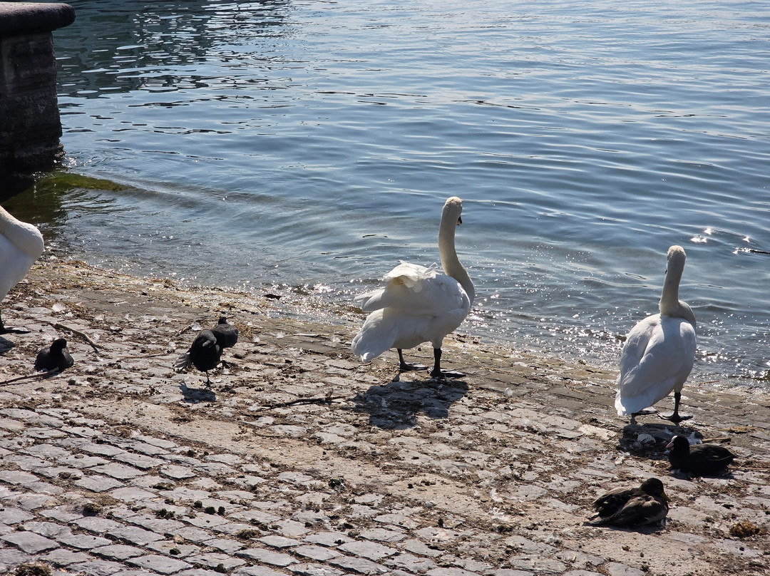 Bürkliplatz-苏黎世必去景点