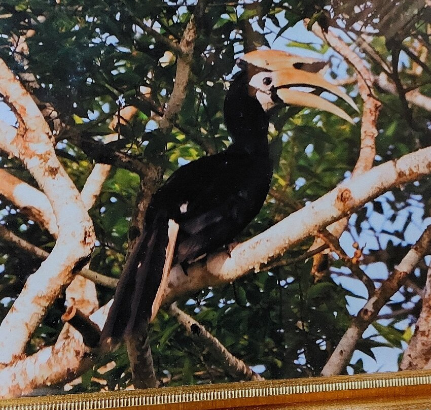 Borneo Calling-亚庇必去景点