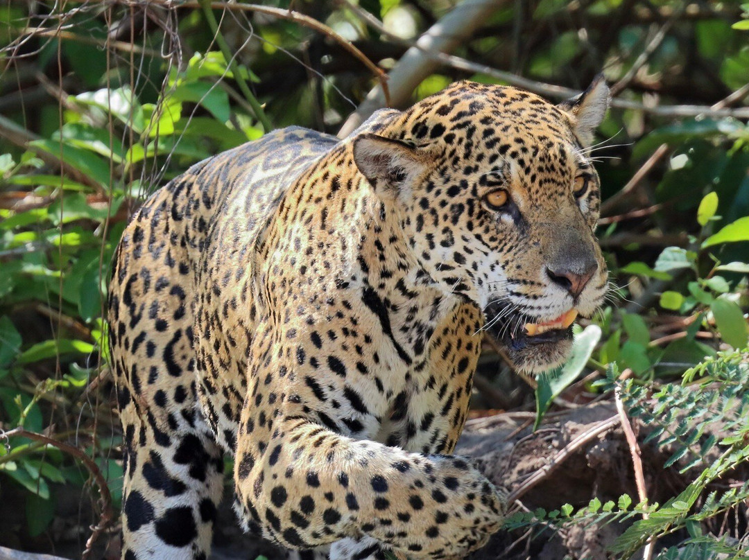 Pantanal Jaguar Safaris-Chapada dos Guimaraes必去景点