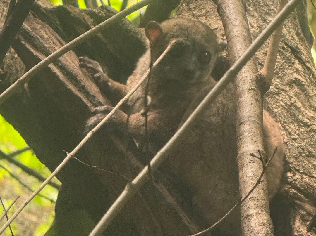 Ankarana Special Reserve-迪亚哥苏亚瑞必去景点