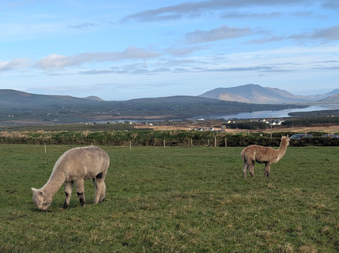 Aníar Executive Travel-基拉尼必去景点