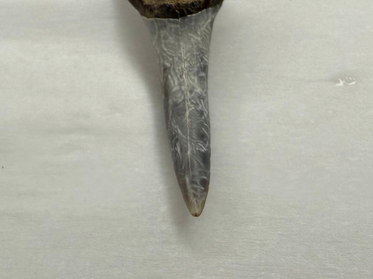 Charleston Fossil Adventures-查尔斯顿必去景点