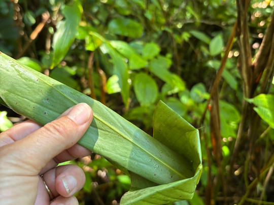 Masoala Safaris-Maroantsetra必去景点