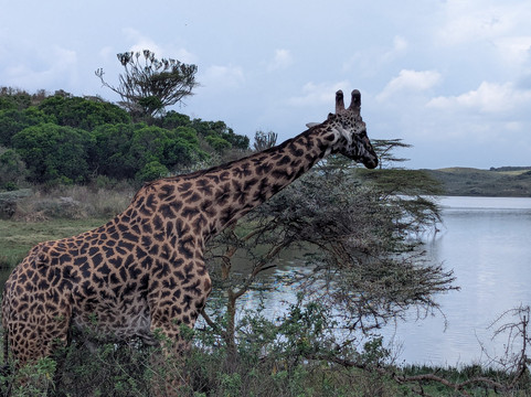 Tanzania Horizon Safaris-莫西必去景点