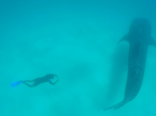 Safari Shwari Mafia Island-Utende必去景点