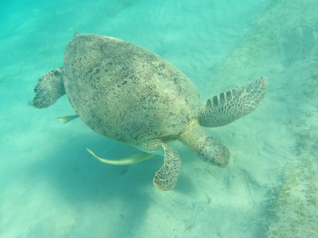 Marsa Mubarak-马萨阿拉姆必去景点