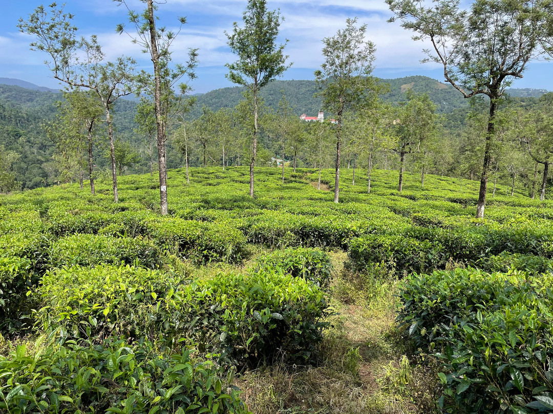 Mountain Bike Kerala-Kuttikkanam必去景点