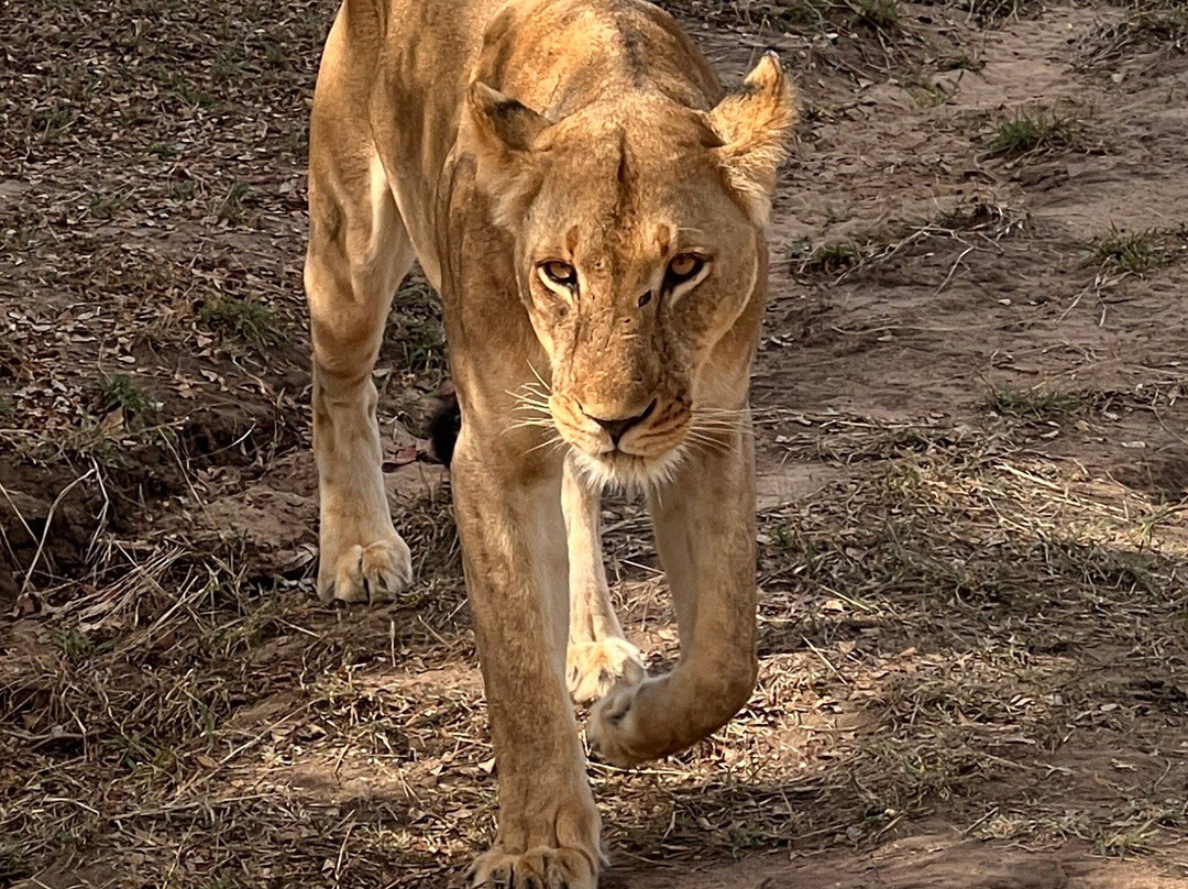 Salum Travel-Mikumi必去景点