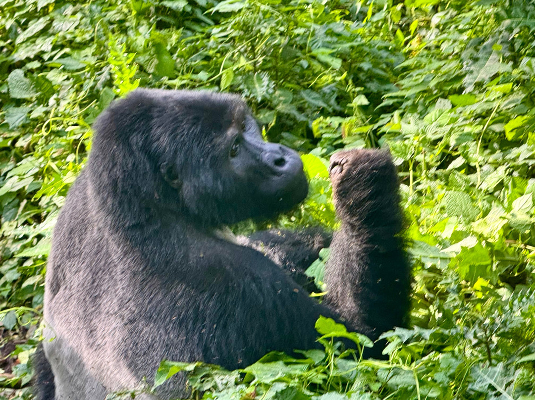 Trek Africa Expeditions-Lyamutundwe必去景点