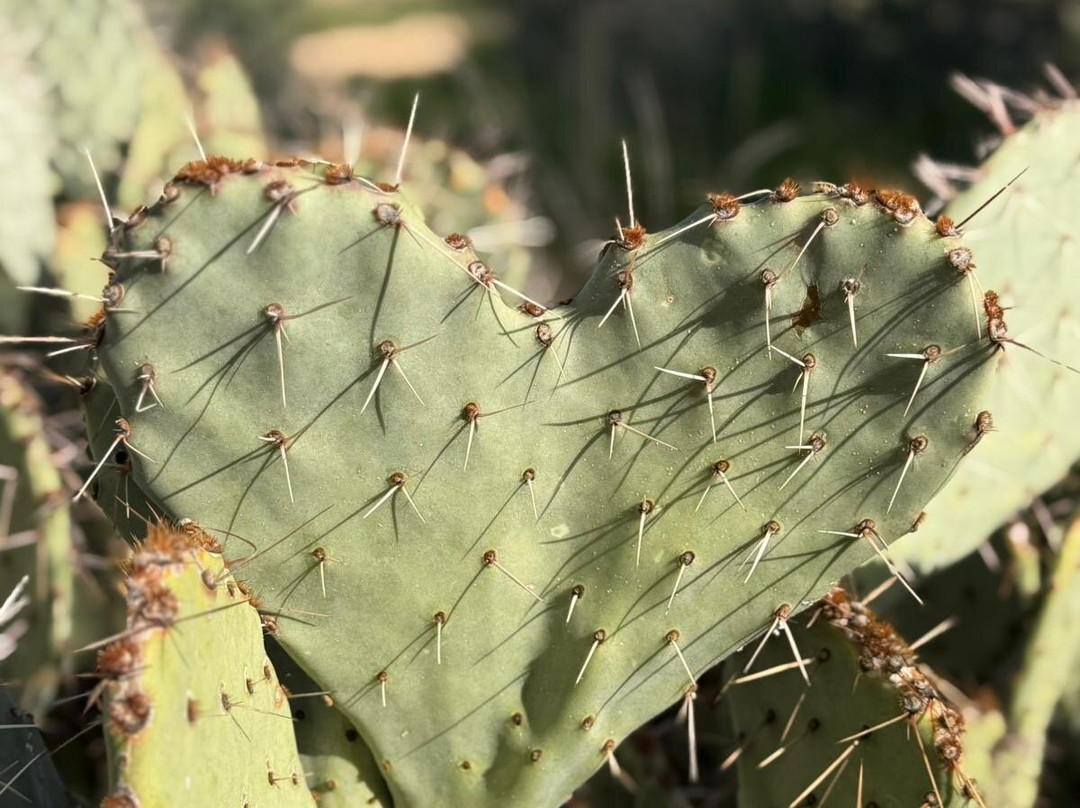 Tom's Thumb Trailhead-斯科茨代尔必去景点