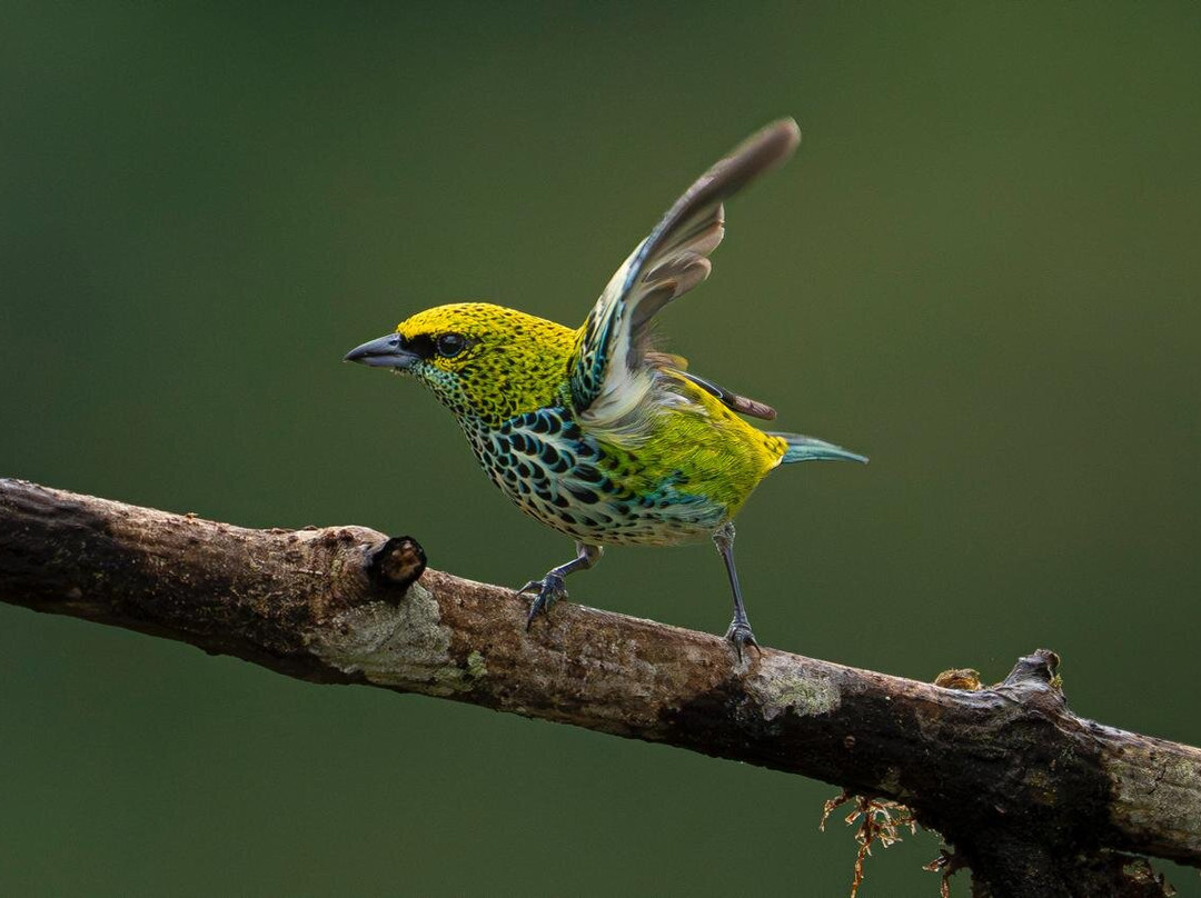 Refugio de Aves Alexander Skutch Los Cusingos-San Isidro del General必去景点