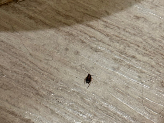 Radisson Hotel Tapatio Guadalajara主图