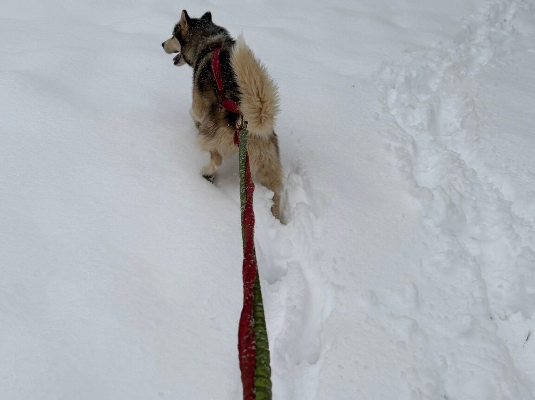 Kuma & Co-莱德萨阿尔卑斯必去景点