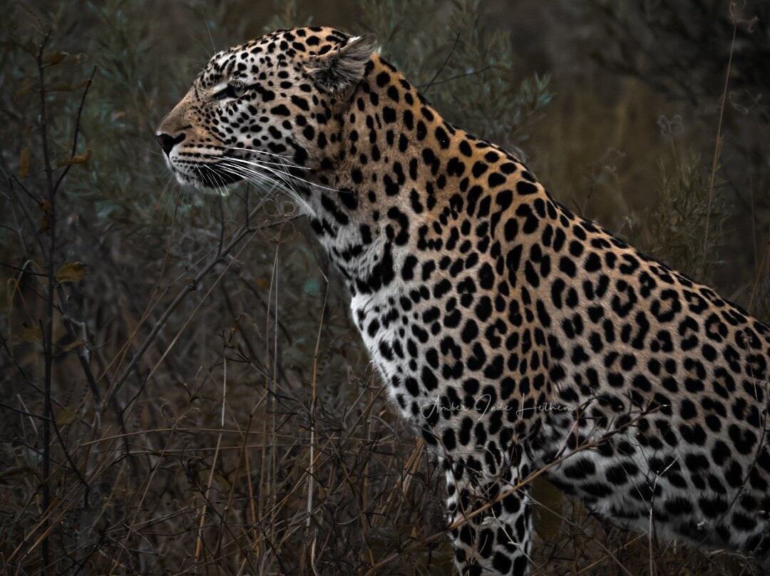 Pangolin Photo Safaris-卡萨尼必去景点