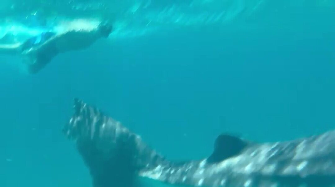 Afro Whale Shark Safari-马菲亚岛必去景点