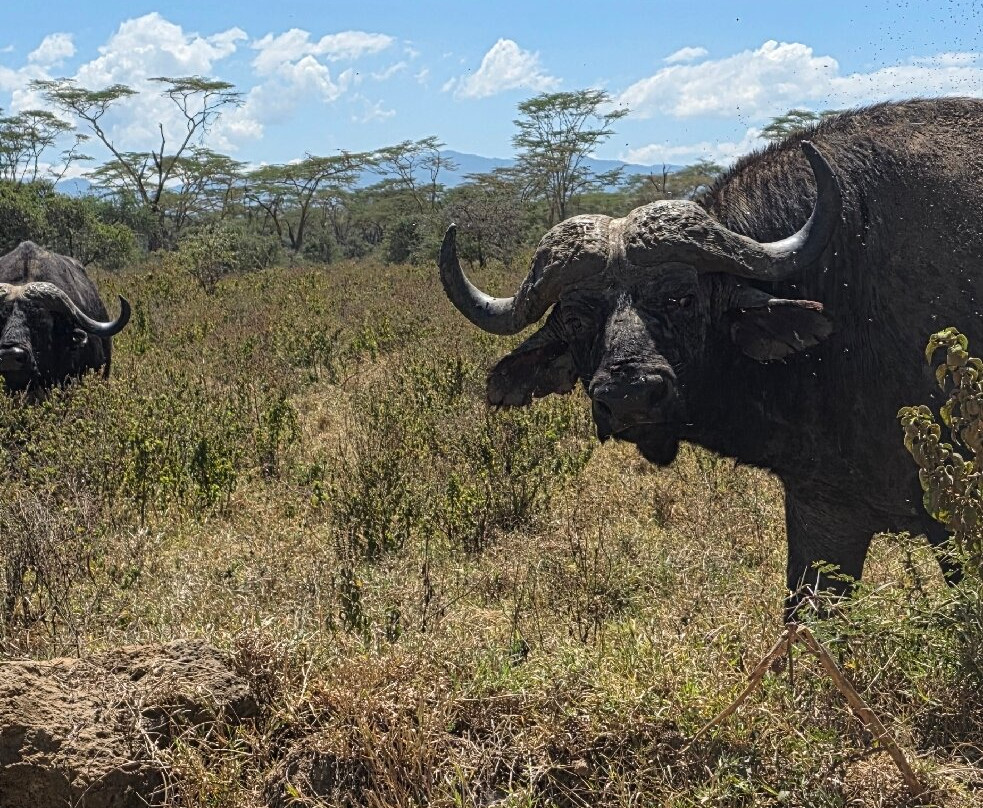 Designer Safari-内罗毕必去景点