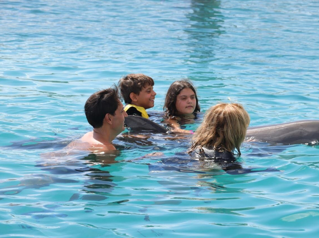 Dolphin Academy Curacao-威廉斯塔德必去景点