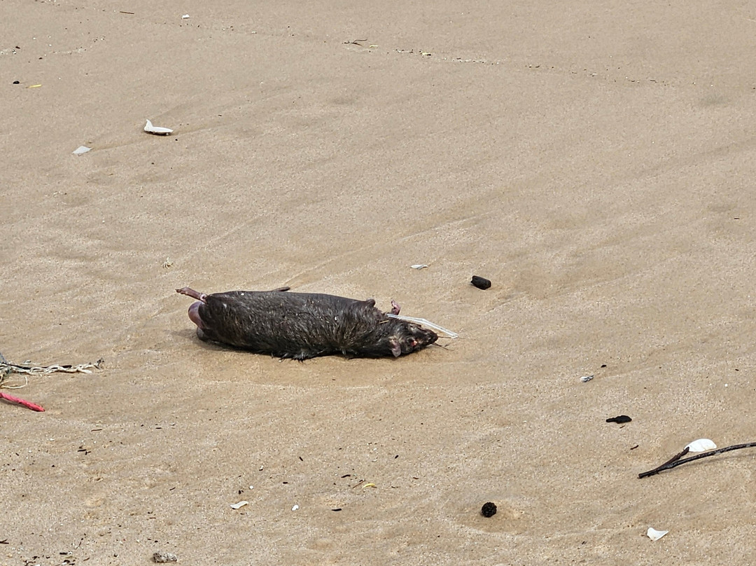 Sonata Resort & Spa主图