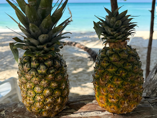 Mariposa Tours-Bayahibe必去景点